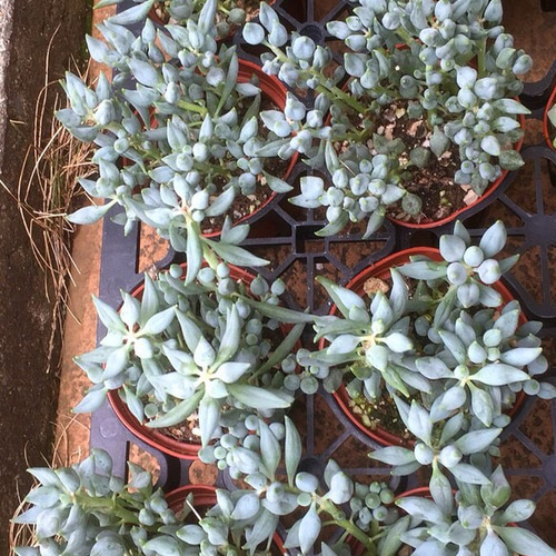 白寿楽☆セネシオ☆多肉植物 その他素材 プクニク 通販｜Creema 