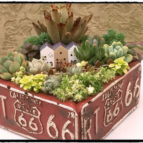 格安 アンティーク鉢66スクエア☆箱庭風寄せ植え☆多肉植物 鉢・プランター