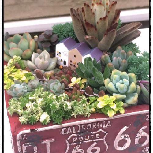 X.アンティーク風 ジョウロ 鉢 リメイク 多肉植物 寄せ植え まちゼミ リメイク鉢をつくって多肉の寄せ植え | freee予約