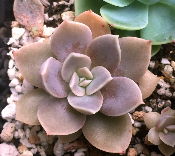 澄江☆エケベリア☆多肉植物 その他素材 プクニク 通販｜Creema 