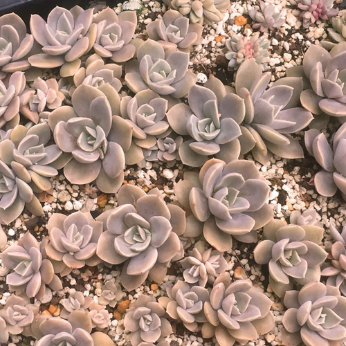 澄江☆エケベリア☆多肉植物 その他素材 プクニク 通販｜Creema 