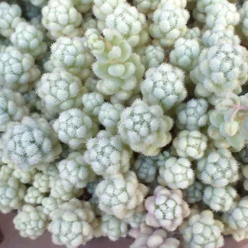 玉蛋白☆セダム☆多肉植物 その他素材 プクニク 通販｜Creema(クリーマ 