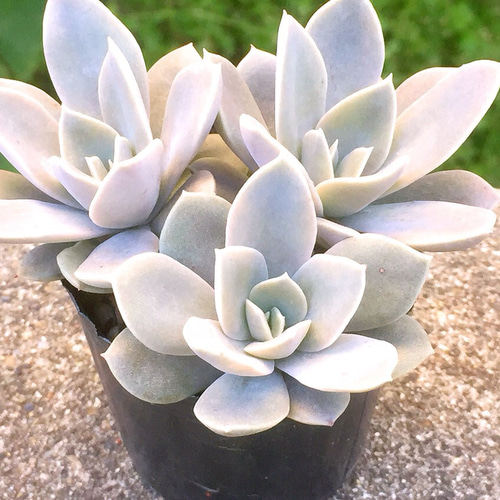 澄江☆エケベリア☆多肉植物 その他素材 プクニク 通販｜Creema 