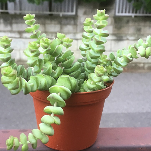 たいやき！クラッスラ属銭串錦⭐︎数珠星⭐︎緑小 銭串錦 数珠星 クラッスラ属頭20多肉植物 銭串錦(数珠星 )