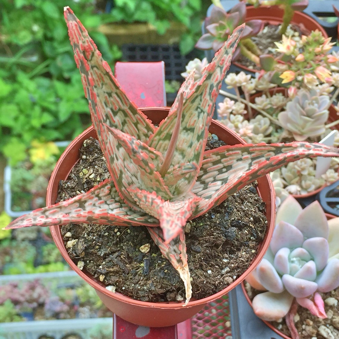 アロエ　ハイブリッドまとめパック28鉢　Aloe hybrid 第四種 まとめ用TCTAloe hybrid アロエ ハイブリッド 子株 第四種