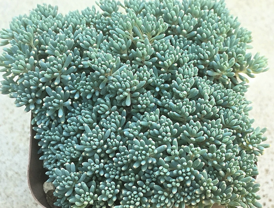 ヒスパニカムプルプレア☆セダム☆多肉植物 その他素材 プクニク 通販