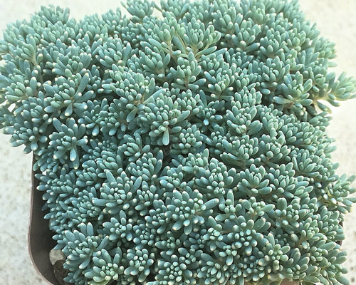 ヒスパニカムプルプレア☆セダム☆多肉植物 その他素材 プクニク 通販