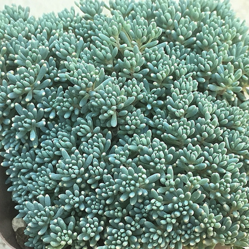 多肉植物　セダム　ヒスパニカムプルプレア　100カット 多肉植物 セダム ヒスパニカムプルプレア 100カット