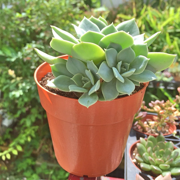 多肉植物 聖夜の薔薇 花芽つき 抜き苗 エケベリア