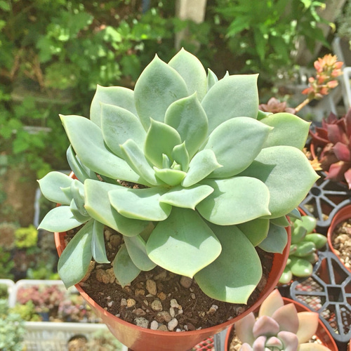 聖夜の薔薇☆エケベリア☆多肉植物☆レア❗️大株群生 その他素材  