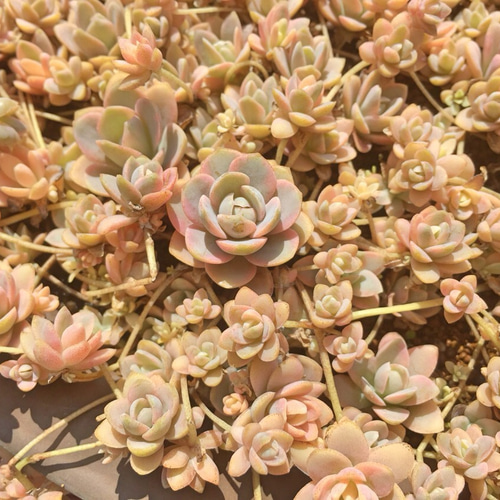 子持ち蓮華錦⑤☆レア❗️☆多肉植物 その他素材 プクニク 通販