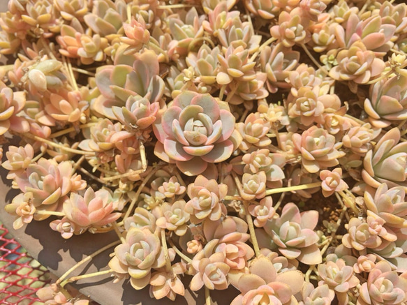 子持ち蓮華錦⑤☆レア❗️☆多肉植物 その他素材 プクニク 通販