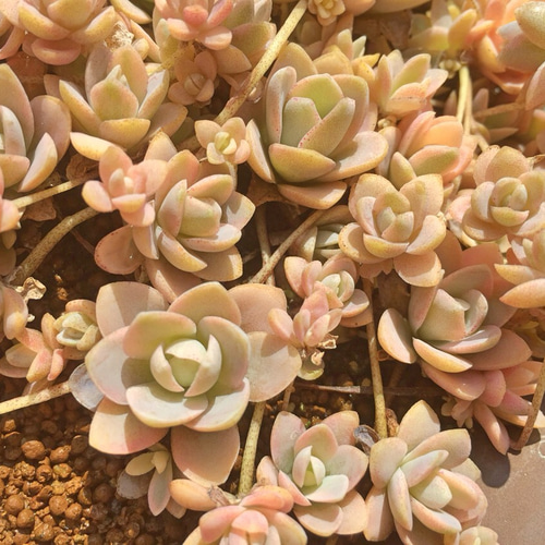 子持ち蓮華錦⑤☆レア❗️☆多肉植物 その他素材 プクニク 通販