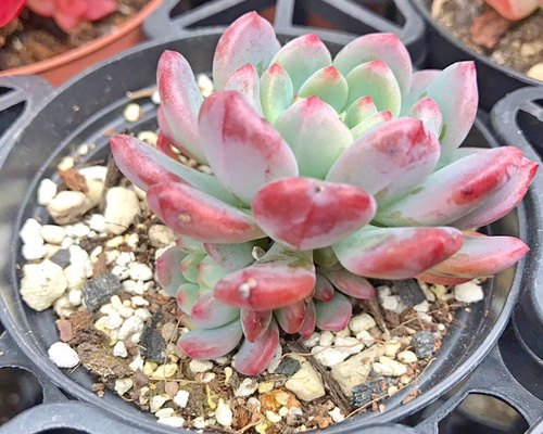 1_9621a8933f0900828ebe828ef2f6