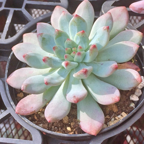 ブルーエルフ☆セデベリア☆多肉植物 その他素材 プクニク 通販