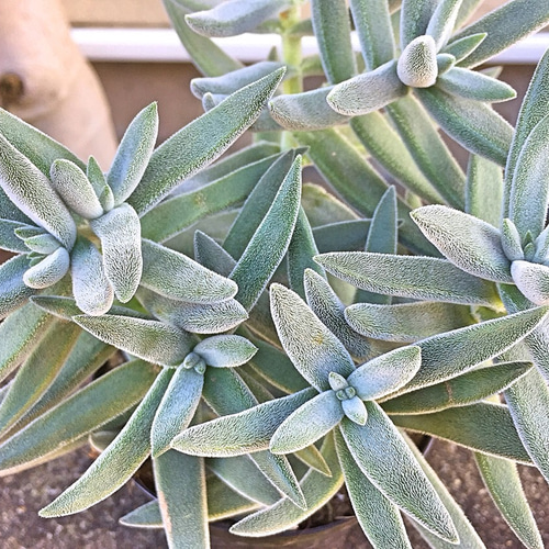 メセンブリアンセモイデス☆クラッスラ☆多肉植物 その他素材