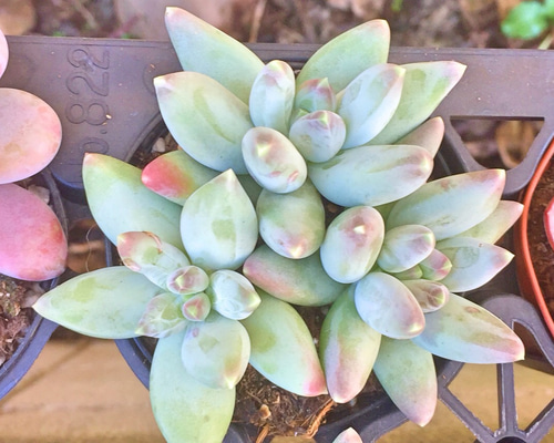 フーケリーハイブリッド☆パキフィツム☆多肉植物 その他素材 プクニク