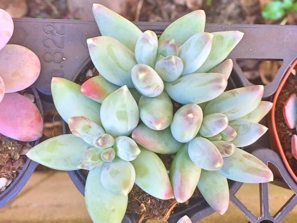 フーケリーハイブリッド☆パキフィツム☆多肉植物 その他素材 プクニク