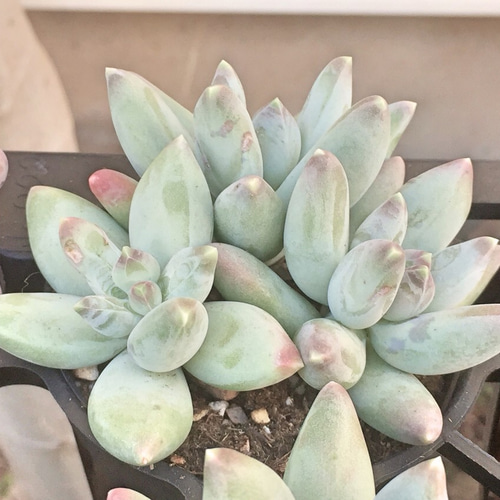 フーケリーハイブリッド☆パキフィツム☆多肉植物 その他素材 プクニク