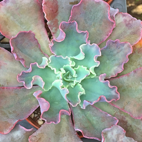 ブルーカールズ大株☆エケベリア☆多肉植物 その他素材 プクニク 通販