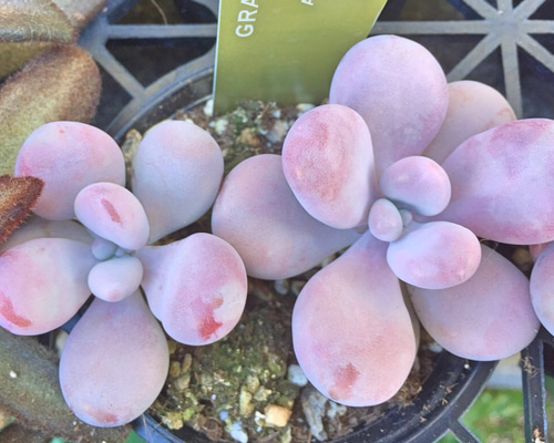 多肉植物　アメジスチヌム　カット苗1個 多肉植物 アメジスチヌム カット苗1個