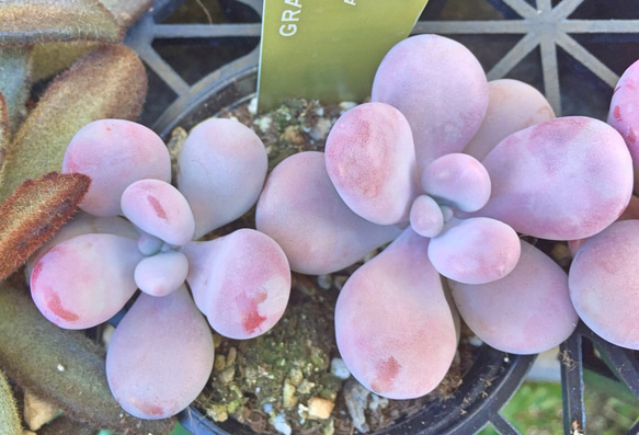 多肉植物 アメジスチヌム カット苗1個 多肉植物 アメジスチヌム カット