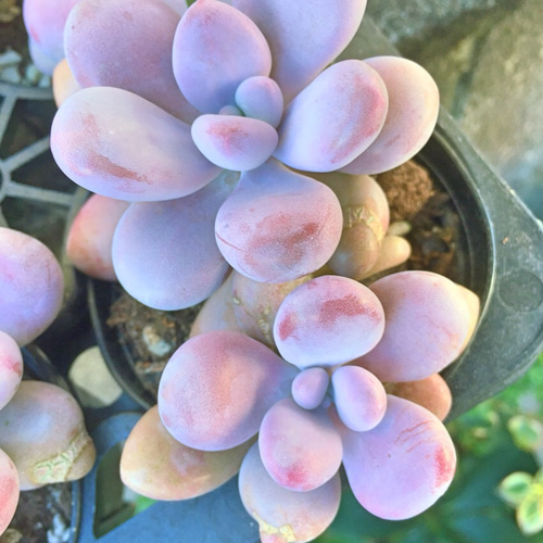 多肉植物　アメジスチヌム　カット苗1個 bd0796061463dc6b9e6bf1ce6c4c36