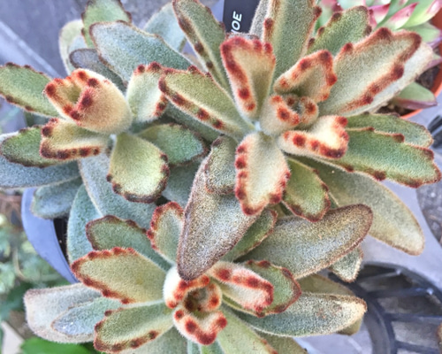 チョコレートソルジャー☆大株☆カランコエ☆多肉植物 その他素材