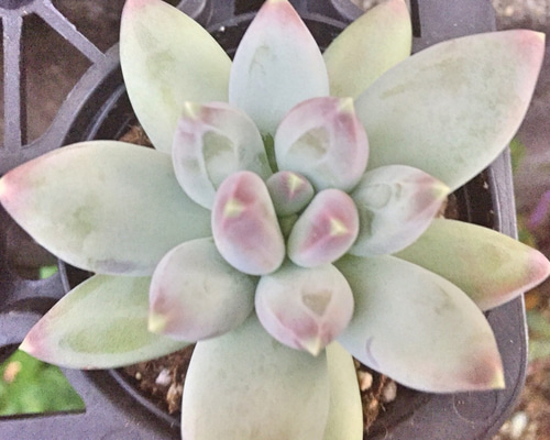 フーケリーハイブリッド☆パキフィツム☆多肉植物 その他素材 プクニク