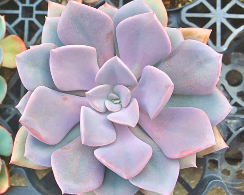 多肉植物^o^  デビー 多肉植物^o^ デビー