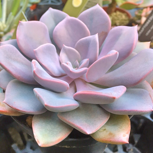 デビー大株☆グラプトベリア☆多肉植物 その他素材 プクニク 通販