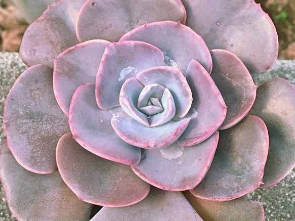 ダスティローズ大株☆エケベリア☆多肉植物 1枚目の画像