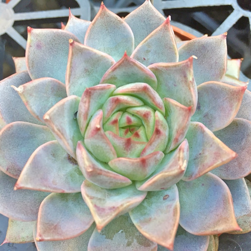 レア❣️ルヴィア☆エケベリア☆多肉植物 その他素材 プクニク 通販