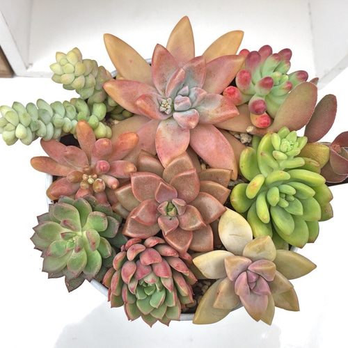 カット苗寄せ植え用①☆多肉植物 その他素材 プクニク 通販｜Creema 