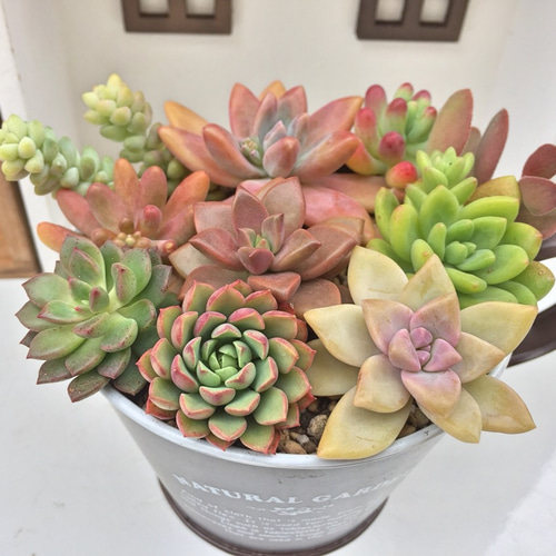 カット苗寄せ植え用①☆多肉植物 その他素材 プクニク 通販｜Creema 
