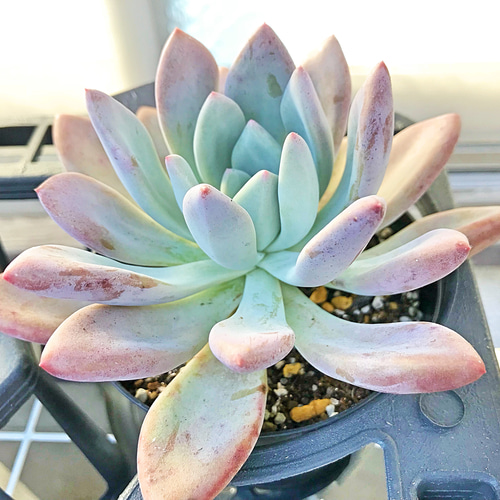 多肉植物 エケベリア グラプトベリア オパリナ錦 【公式通販】