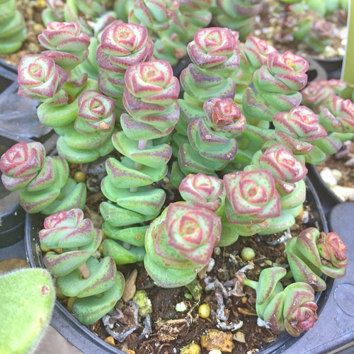 舞乙女☆クラッスラ☆多肉植物 その他素材 プクニク 通販 3875827