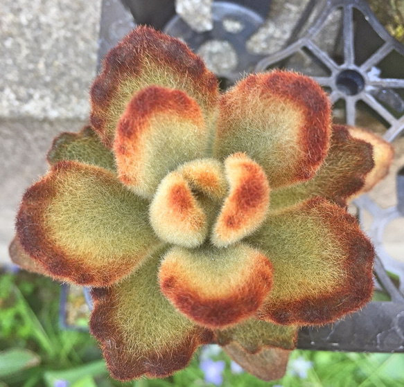 レア❣️テディベア☆カランコエ☆多肉植物 その他素材 プクニク 通販 