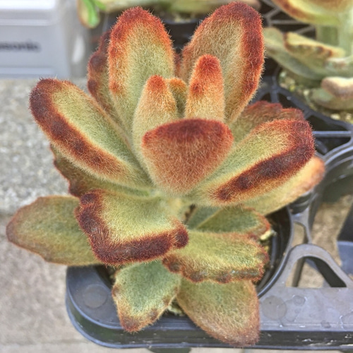 レア❣️テディベア☆カランコエ☆多肉植物 その他素材 プクニク 通販 
