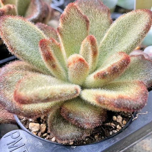 レア❣️テディベア☆カランコエ☆多肉植物 その他素材 プクニク 通販 