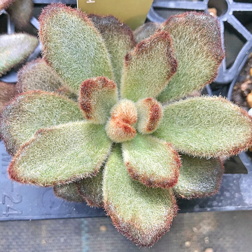 レア❣️テディベア☆カランコエ☆多肉植物 その他素材 プクニク 通販 