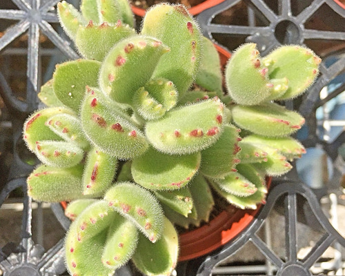 0_88293efa26a77a02308c3160358b