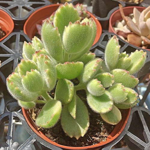 レア❣️熊童子錦白斑☆コチレドン☆多肉植物 その他素材 レア❣️熊童子錦白斑☆コチレドン☆多肉植物 その他素材