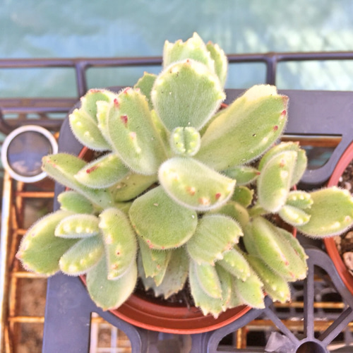 344現物 多肉植物 熊童子白錦 特大 抜き苗 | るる農園~多肉植物専門
