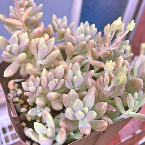 ご確認用　多肉姫秋麗 姫秀麗(姫秋麗) | RuPo 多肉植物専門店