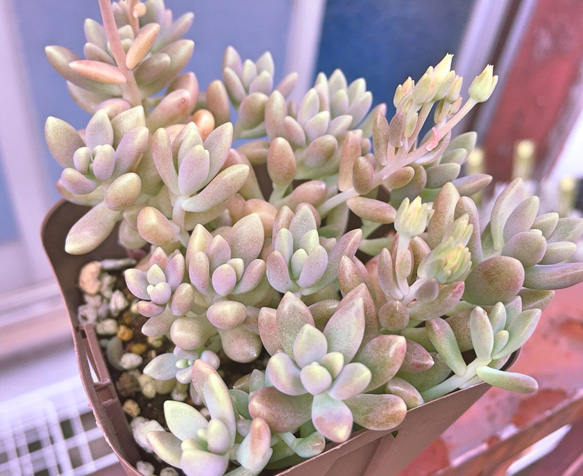 姫秋麗☆グラプトペタルム☆多肉植物 その他素材 プクニク 通販