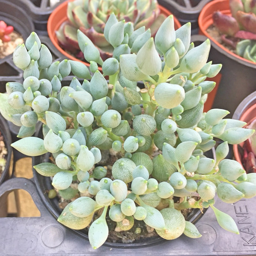 ぷりんの植肉植物 シトリフォルミス☆セネシオ☆多肉植物 その他素材 プクニク