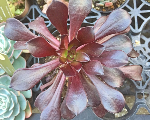 黒法師☆大株☆アエオニウム☆多肉植物 その他素材 プクニク 通販