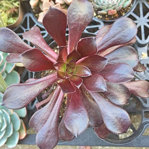 アエオニウム 多肉植物 黑魔法師1️⃣(大）抜き苗 アエオニウム 多肉