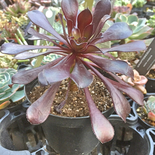 黒法師☆大株☆アエオニウム☆多肉植物 その他素材 プクニク 通販